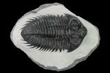 Coltraneia Trilobite Fossil - Huge Faceted Eyes #153974-1